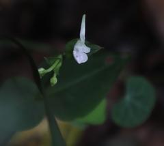 Disperis anthoceros