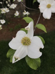 Cornus florida