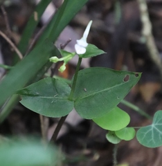 Disperis anthoceros