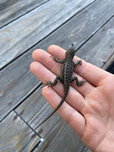 iNaturalist observation photo of Western Fence Lizard