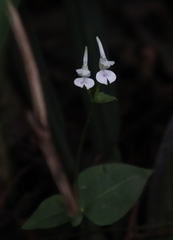 Disperis anthoceros