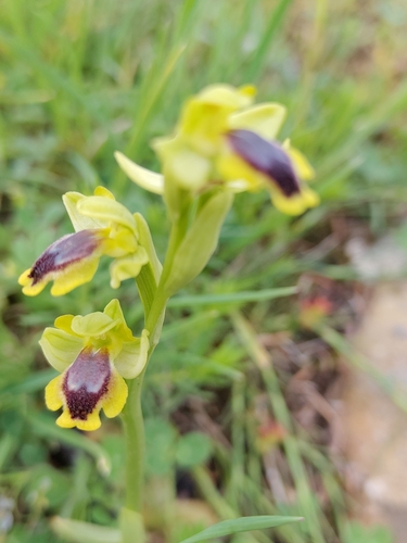 Murbeck's Bee-orchid