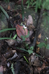 Disperis anthoceros
