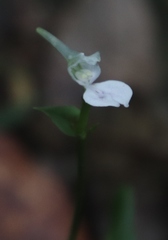 Disperis anthoceros