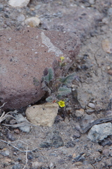 Phacelia monoensis