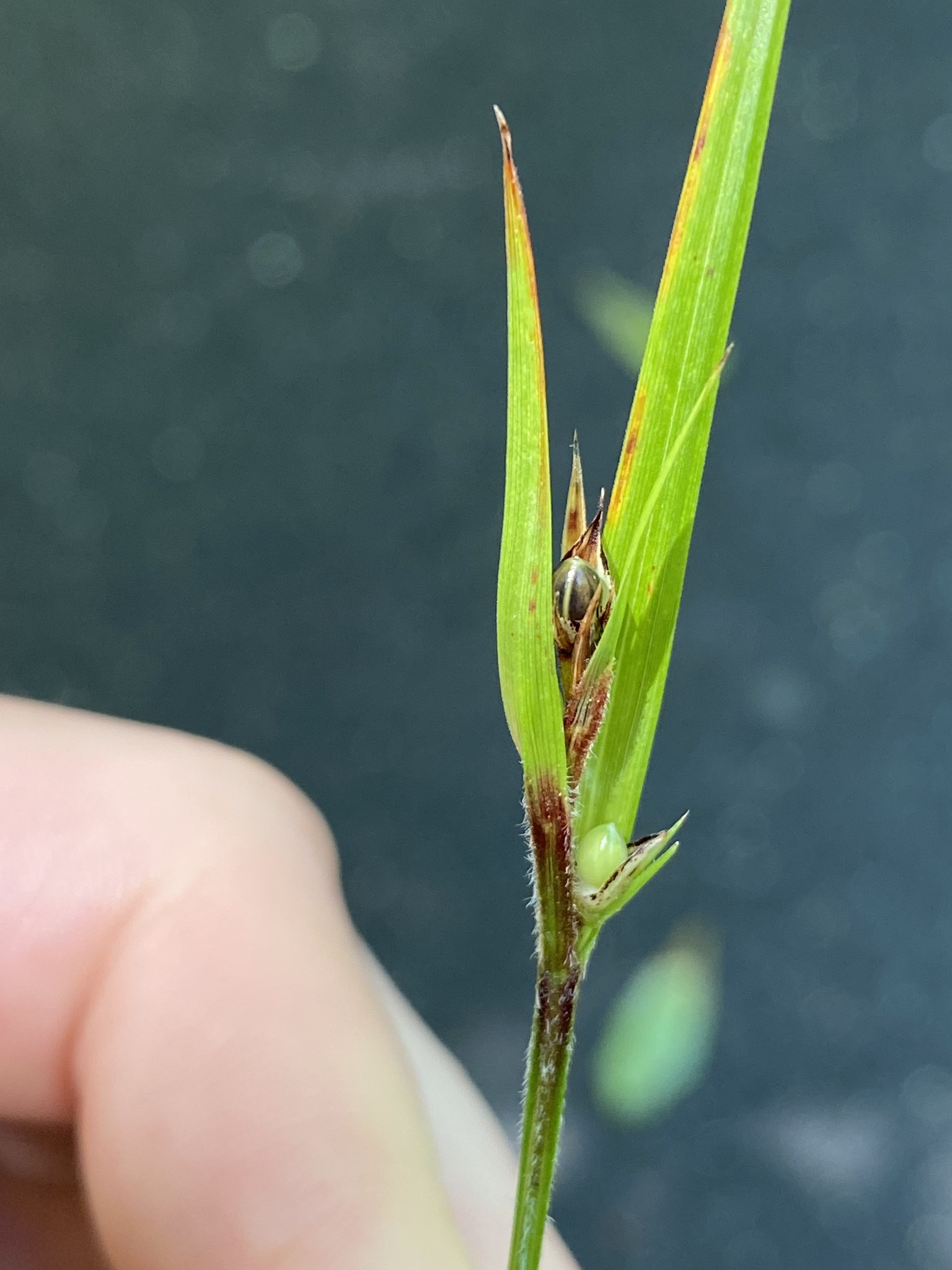 Imagem de Scleria oligantha