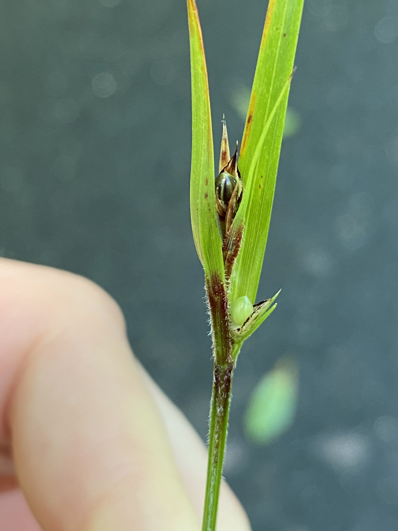 Imagem de Scleria oligantha