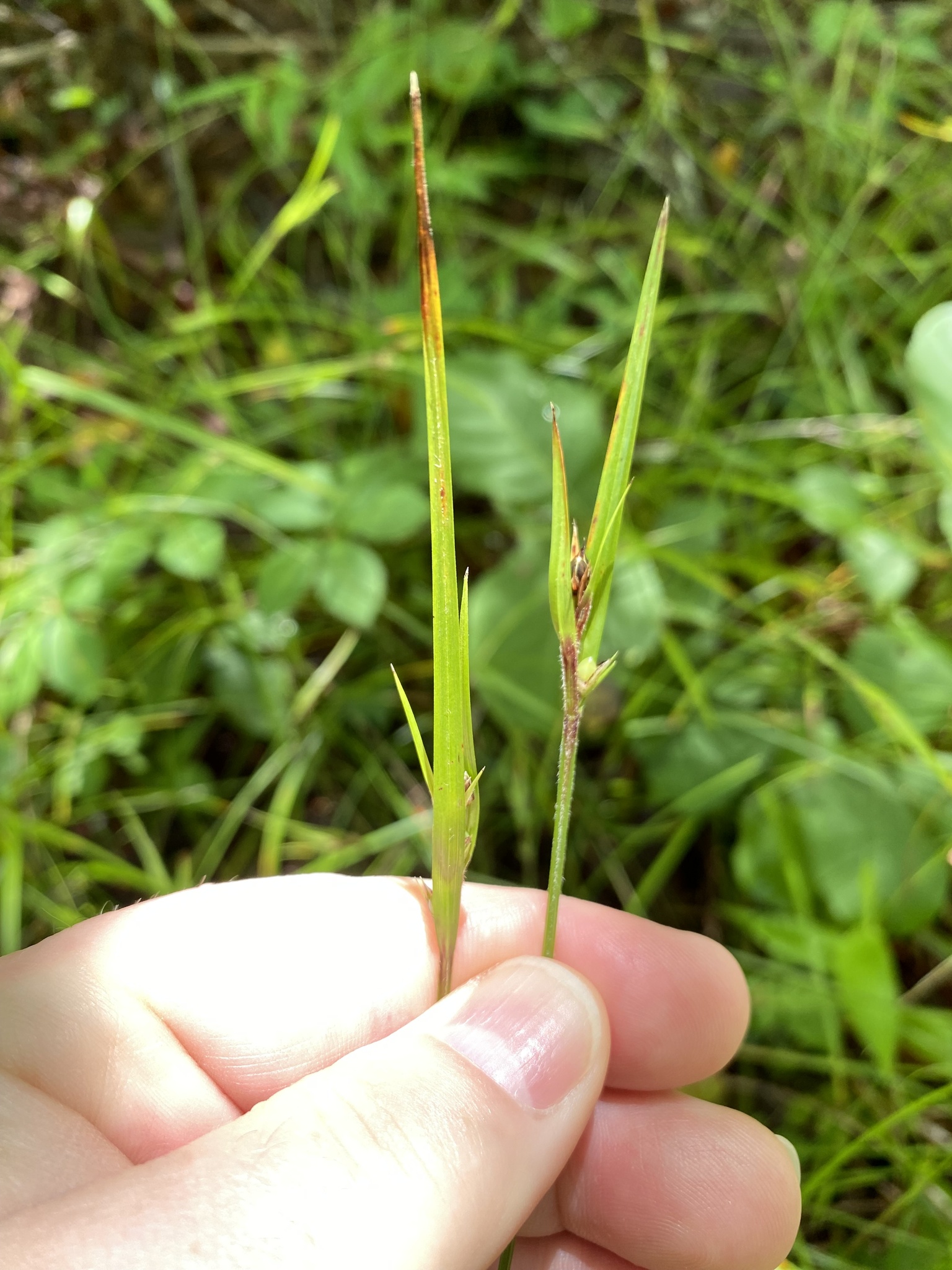 Imagem de Scleria oligantha