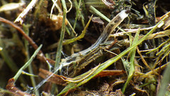 Arachnocampa luminosa