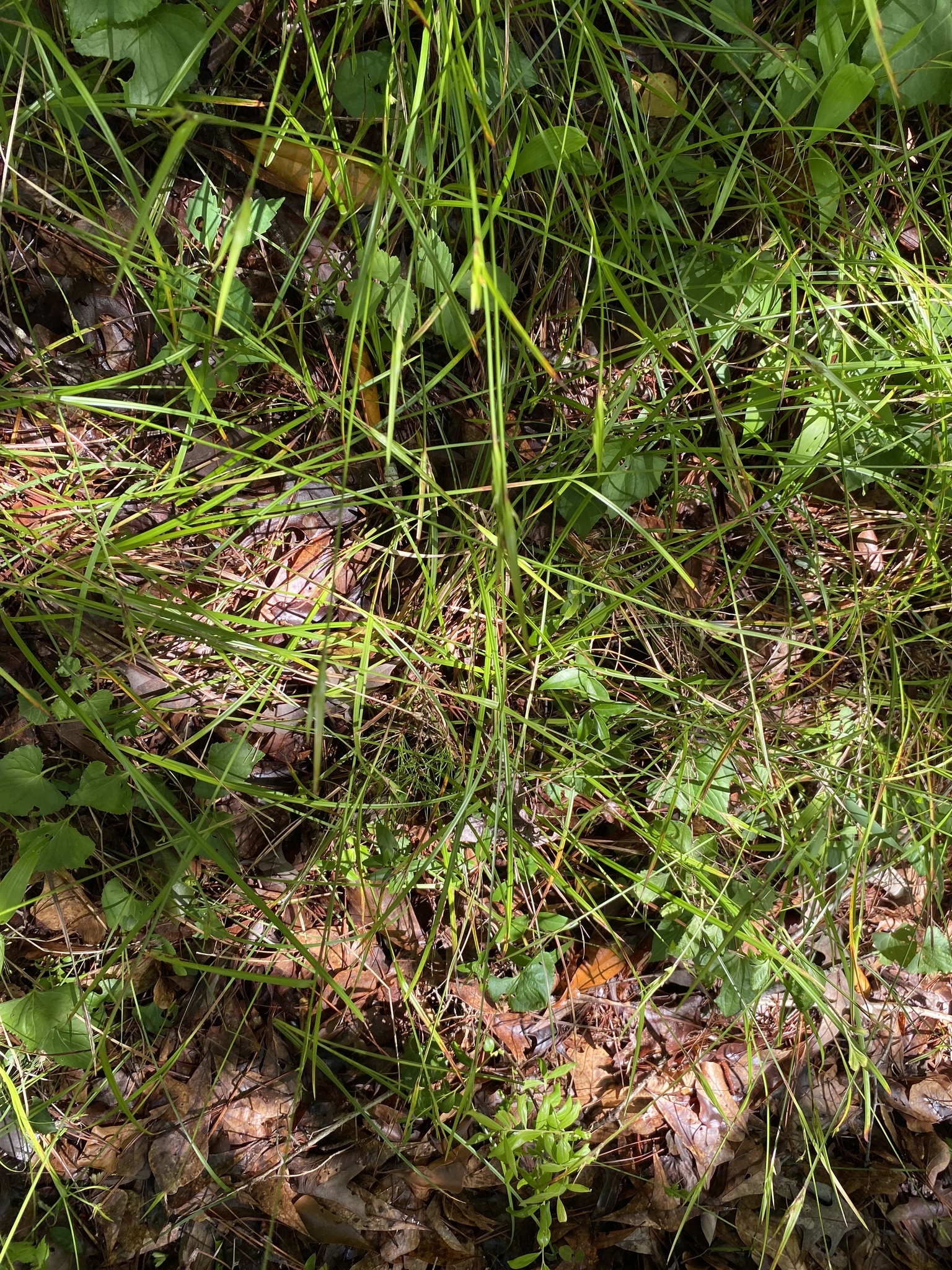 Imagem de Scleria oligantha