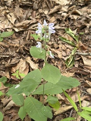 Scutellaria montana, photograph (c) novvictan, some rights reserved (CC BY)