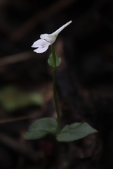 Disperis anthoceros