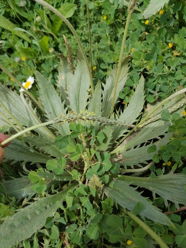 Toothed Plantain