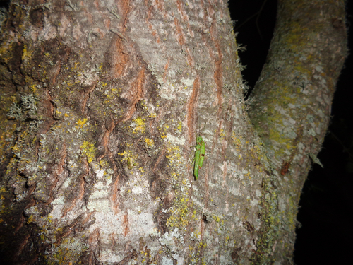 iNaturalist observation photo of Timemas