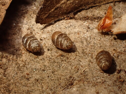 Lauria cylindracea