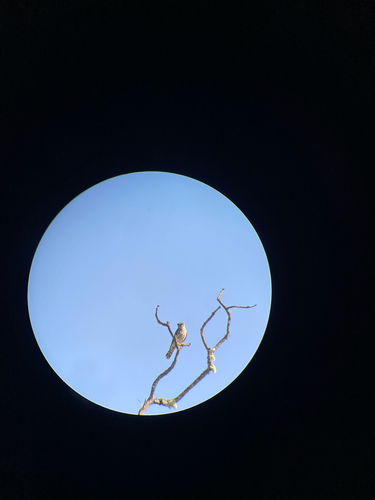 iNaturalist observation photo of Birds