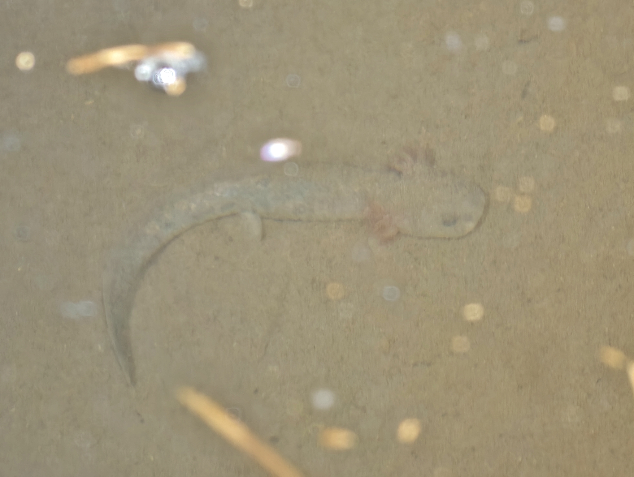 Jinfo Salamander photo 2