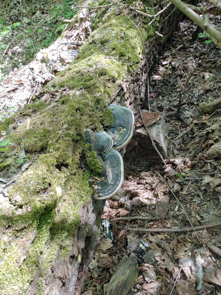 Phellinus igniarius · April 2026 · photo: © valeriidarmostuk (iNaturalist, cc-by)