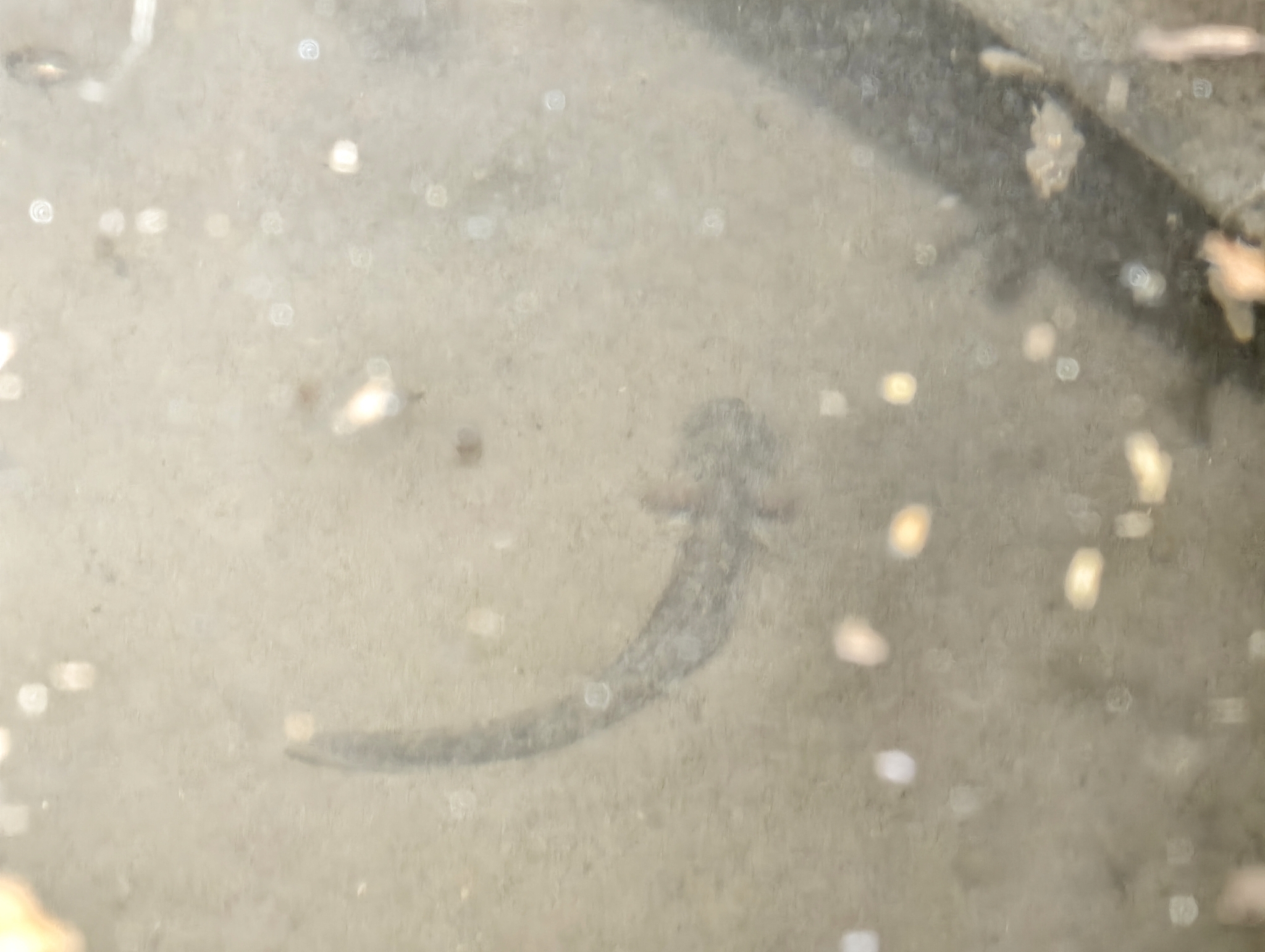 Jinfo Salamander photo 3