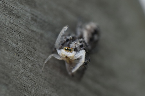 White-jawed Jumping Spider photo 3