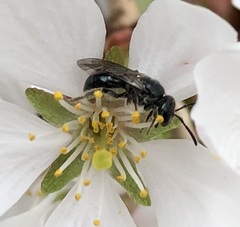Lasioglossum coeruleum