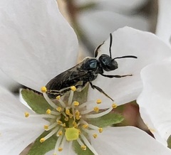 Lasioglossum coeruleum