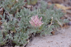 Trifolium andersonii