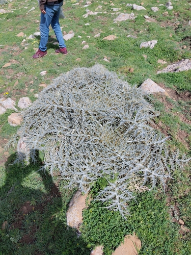 Artichoke Thistle