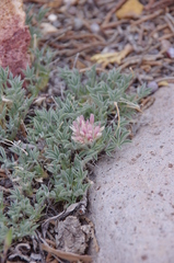 Trifolium andersonii