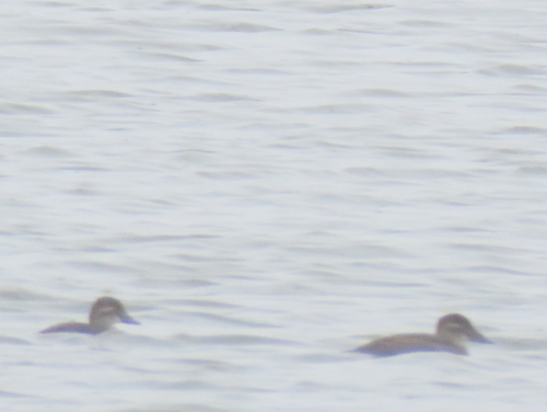 iNaturalist image
