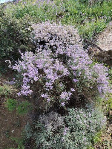 Hedgehog Broom