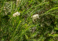 Melaleuca armillaris armillaris