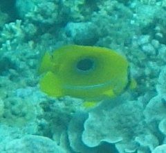 Chaetodon bennetti