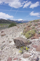 Eriogonum alexanderae