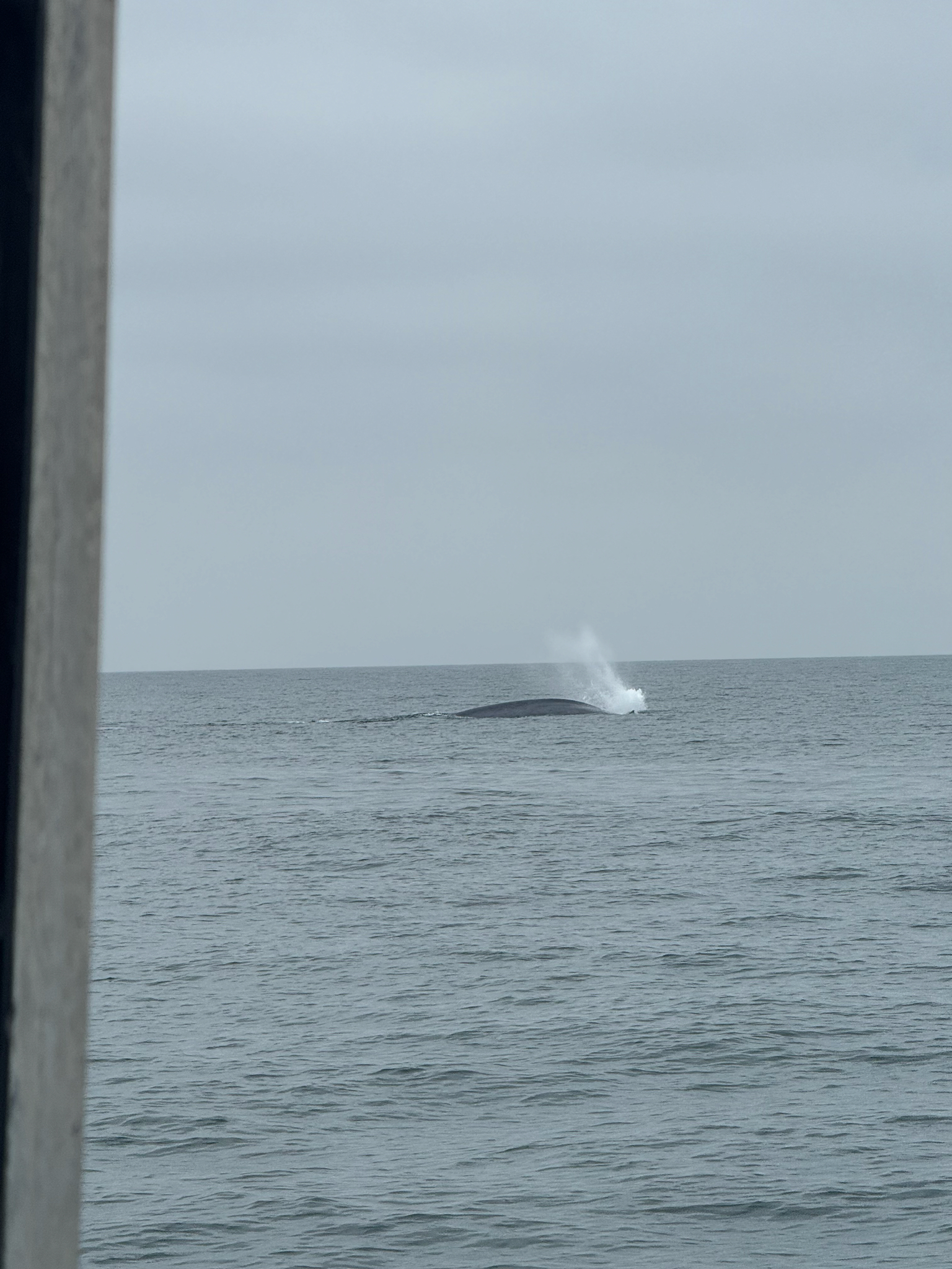 Balaenoptera musculus