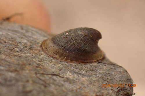 Ancylus fluviatilis