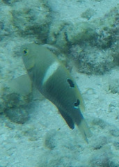 Chrysiptera biocellata