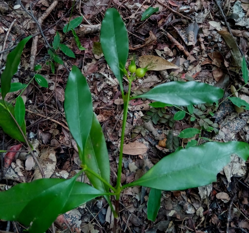Homollea longiflora