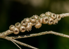 Melaleuca armillaris armillaris