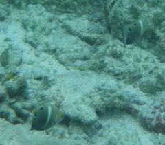 Chrysiptera biocellata