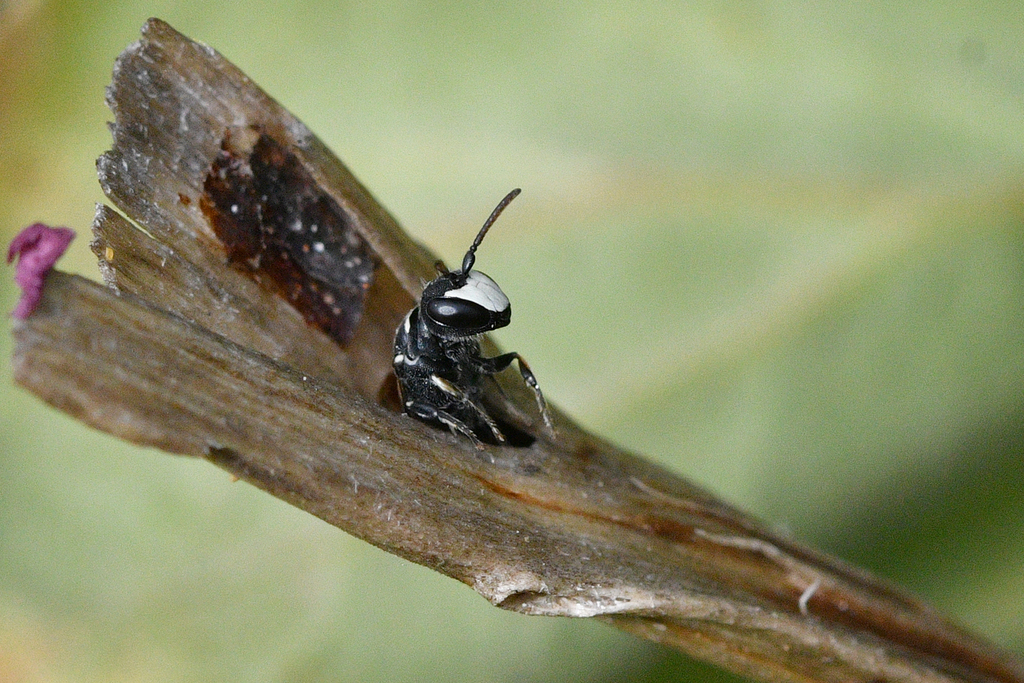 Masked Bees from Colchester, Gqeberha, South Africa on April 24, 2026 ...