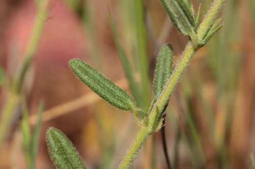Helianthemum hirtum, photograph 3