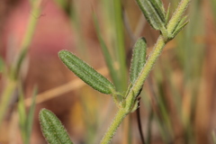 Helianthemum hirtum, photograph (c) Noé Fleury Frouart, some rights reserved (CC BY)