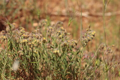 Helianthemum hirtum, photograph (c) Noé Fleury Frouart, some rights reserved (CC BY)