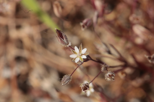 Sabulina tenuifolia, photograph 6