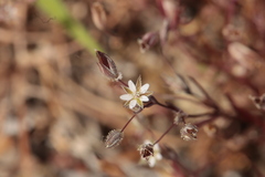 Sabulina tenuifolia, photograph (c) Noé Fleury Frouart, some rights reserved (CC BY)