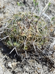 Coryphantha cornifera