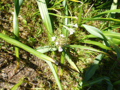 Triphysaria versicolor versicolor