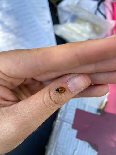 iNaturalist observation photo of California Lady Beetle