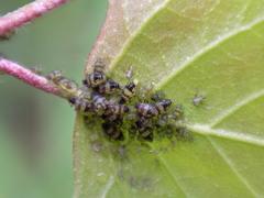 Callipterinella tuberculata